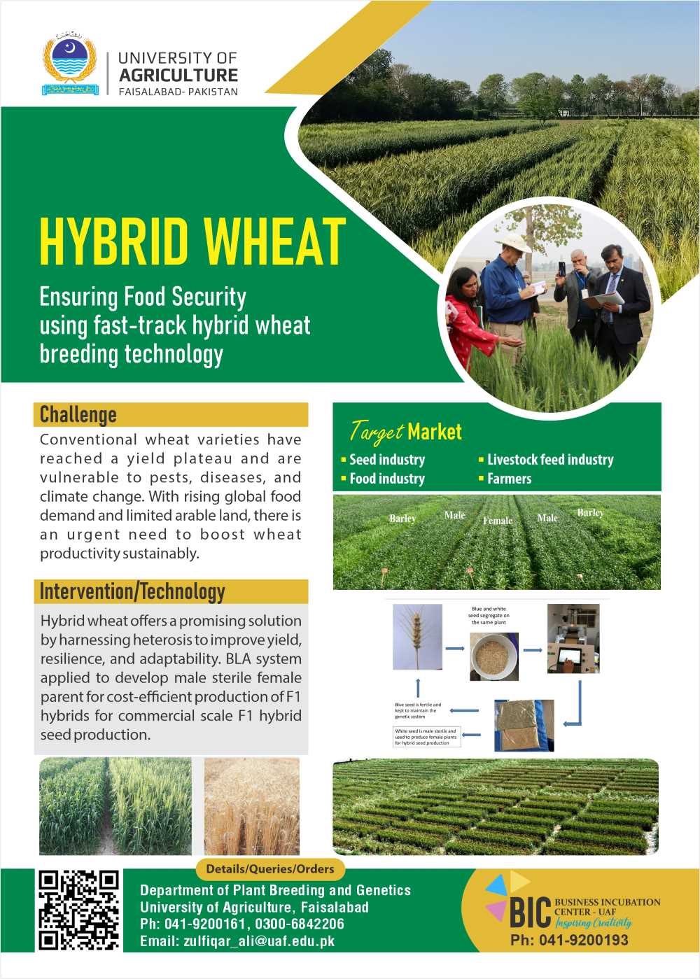 Hybrid Wheat